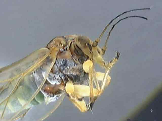 Psyllidae 1